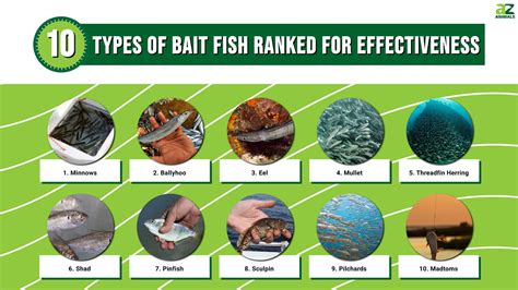 10 Types of Bait Fish Ranked For Effectiveness .